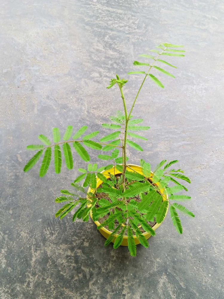 Shame plant
