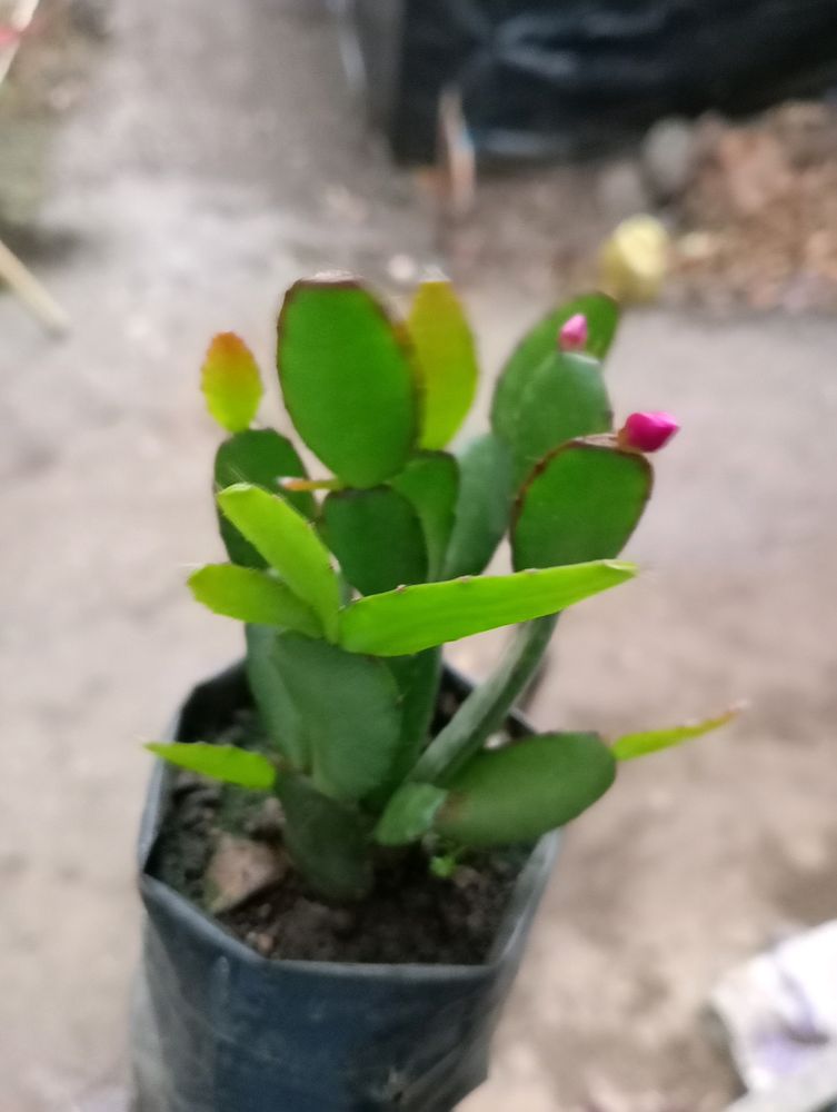 Easter Cactus Or Whitsun Cactus Or Zygo
