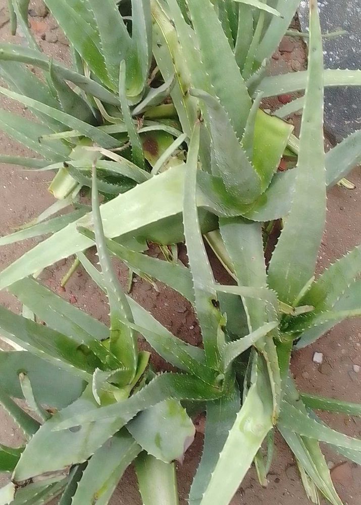 Fresh AloeVera Piece/ Gel