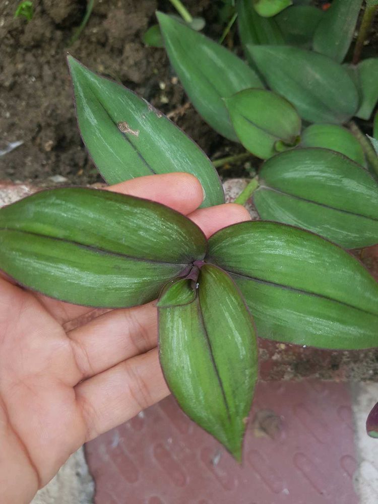 Turtle Vines ( Wandering Jew ) Plants