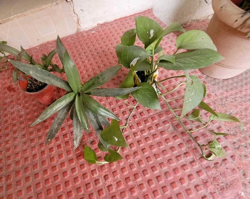 Set 2  Money Plant &amp; Mose In The Cardle Plan