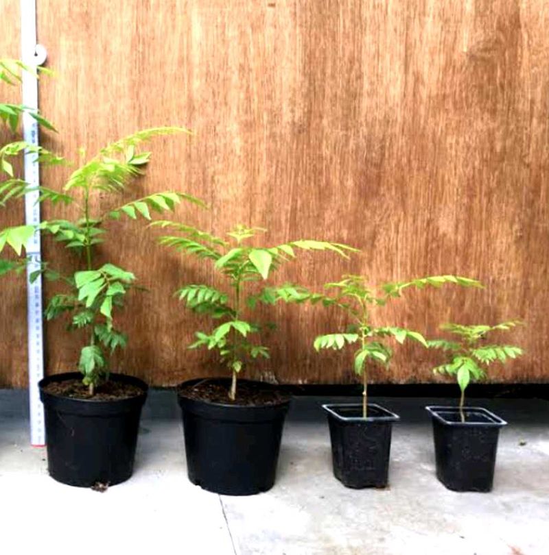 3 COMBO🤩🤩🤩 CURRY PLANT / Kadi Patta 😍😍