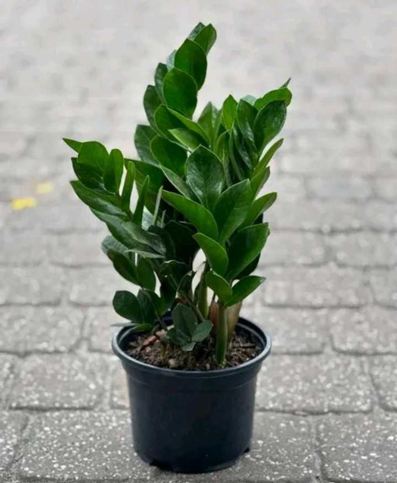 aglenoma, syngonium and zz plant  both plants