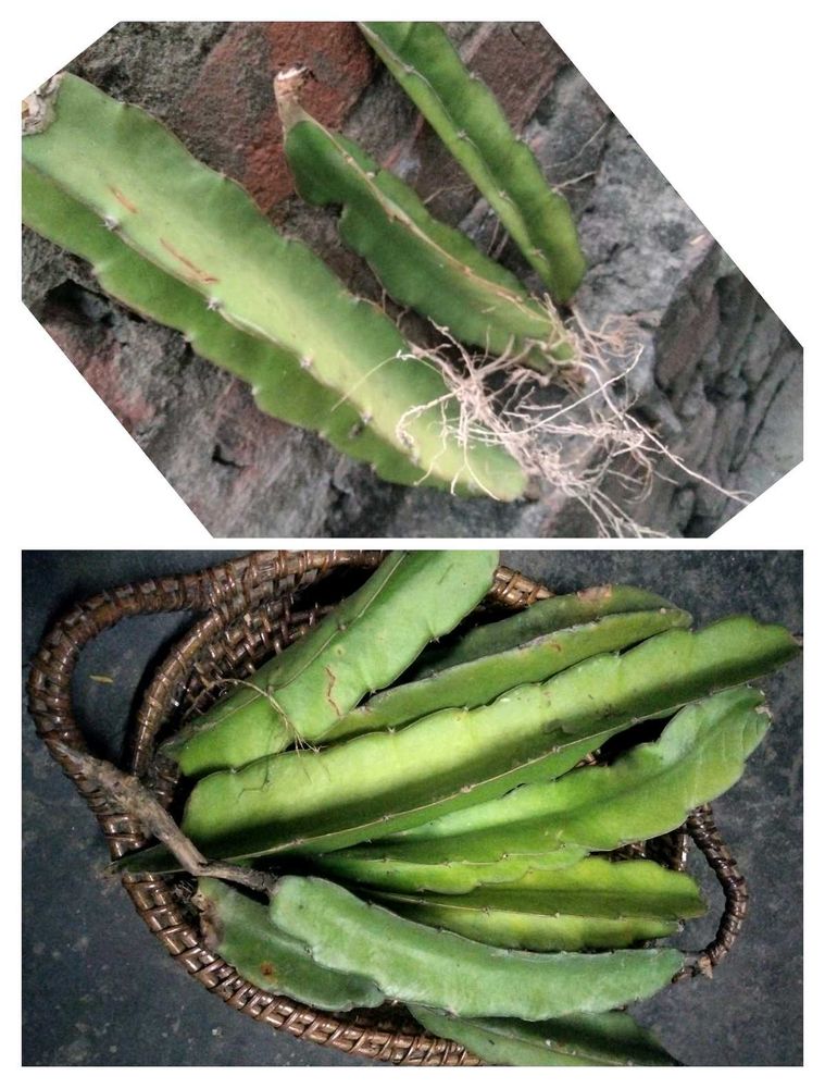 Dragon Fruit Cuttings and with roots combo.