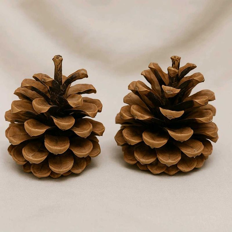 Natural Pine Cones New ( Fresh )Set Of 3