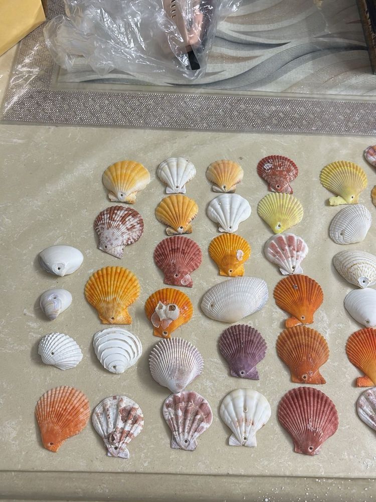 Seashell Collection