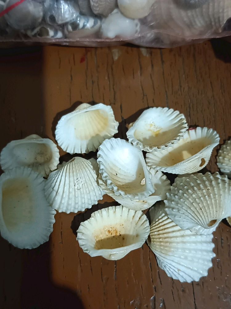 Sea Shells