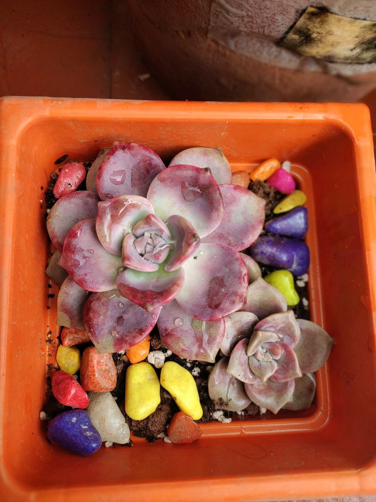Succulent #1 (1 Big + 1 Small)