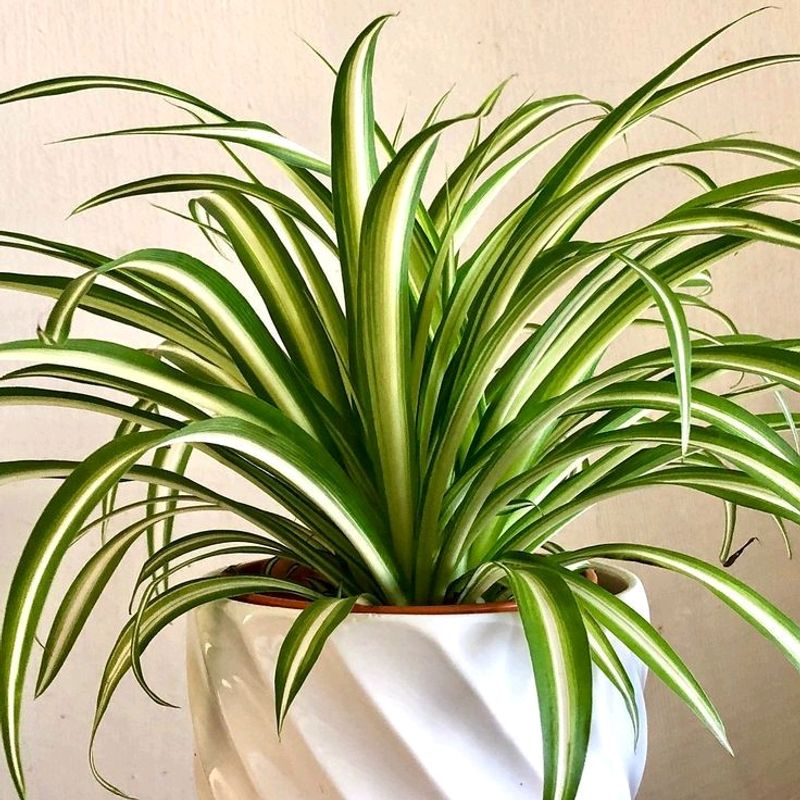 Spider Plant And Aparajhita Seeds