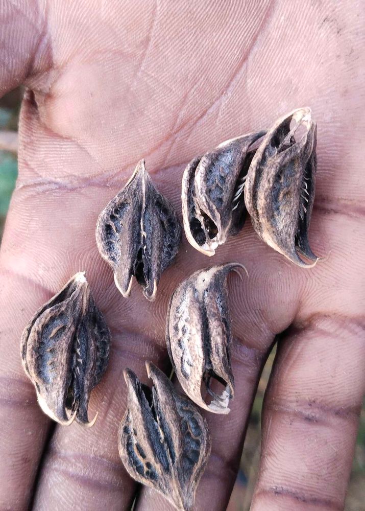 Bat Head Root,Thelukondi Kaya, Vinchu Devil Seeds