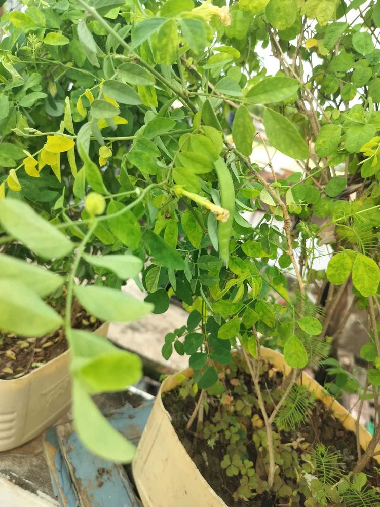 White Aprajita Plant
