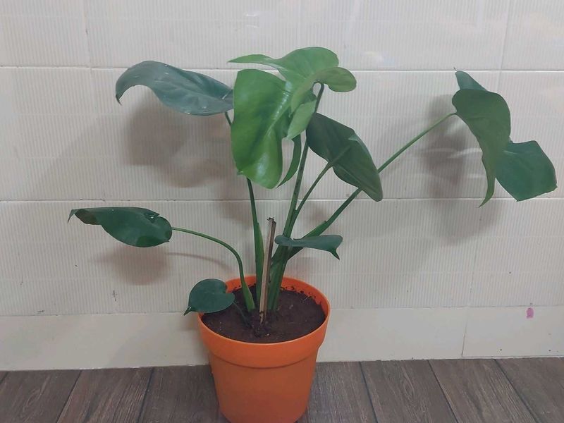Monestera (7 Leaves)