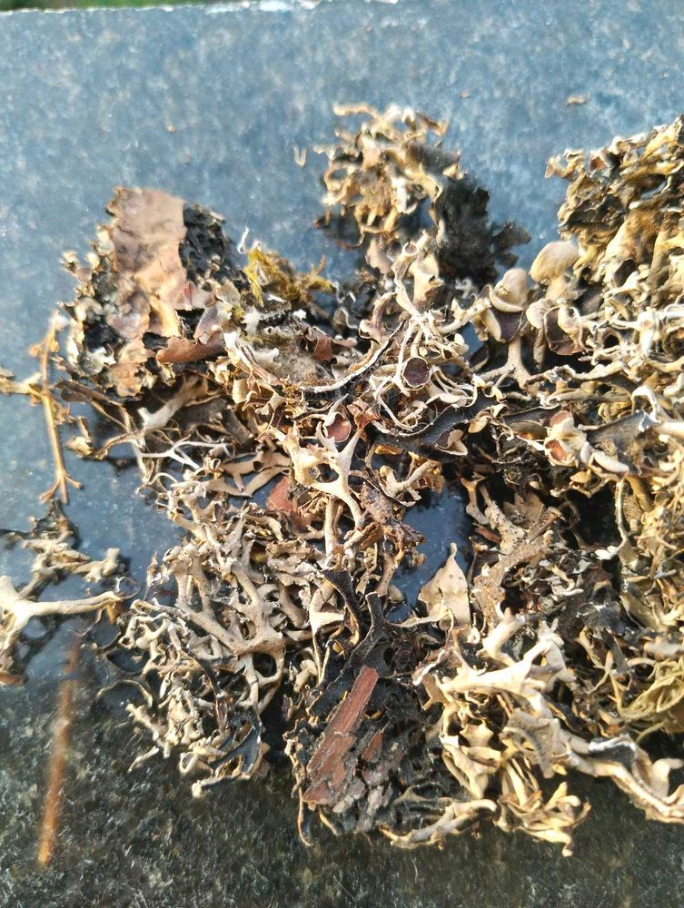 7 Kg Premium Dagad Phool (Kalpasi / Stone Flower)