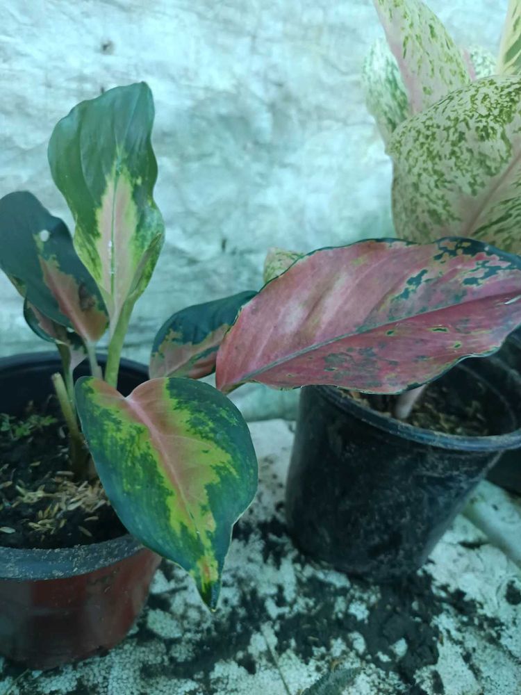 Aglaonema Variety