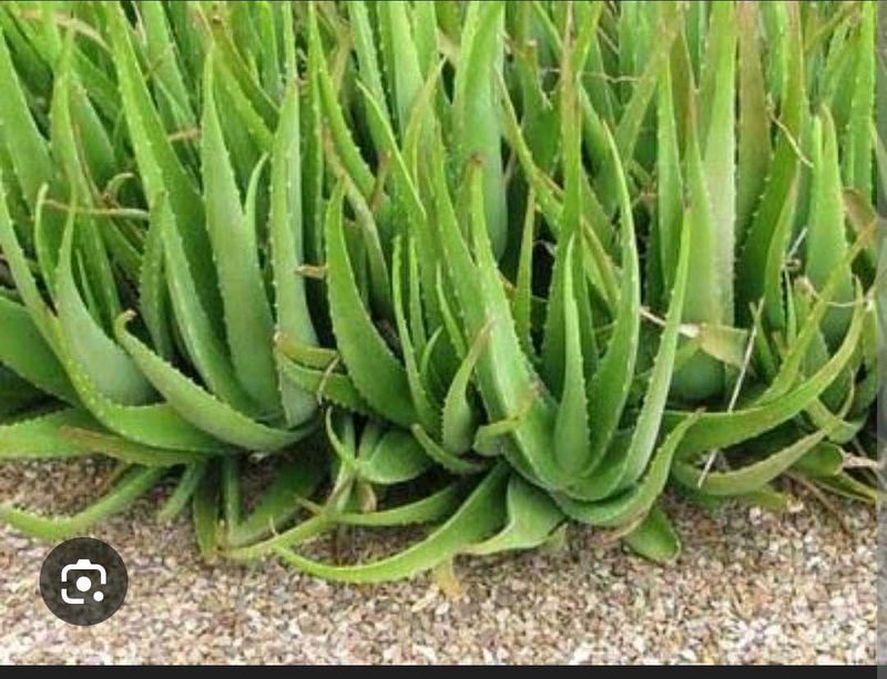 Petha Plant