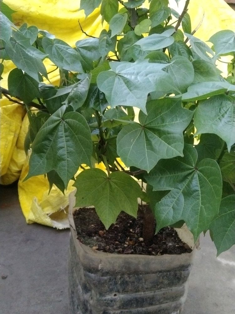 Kapas Ka Plants