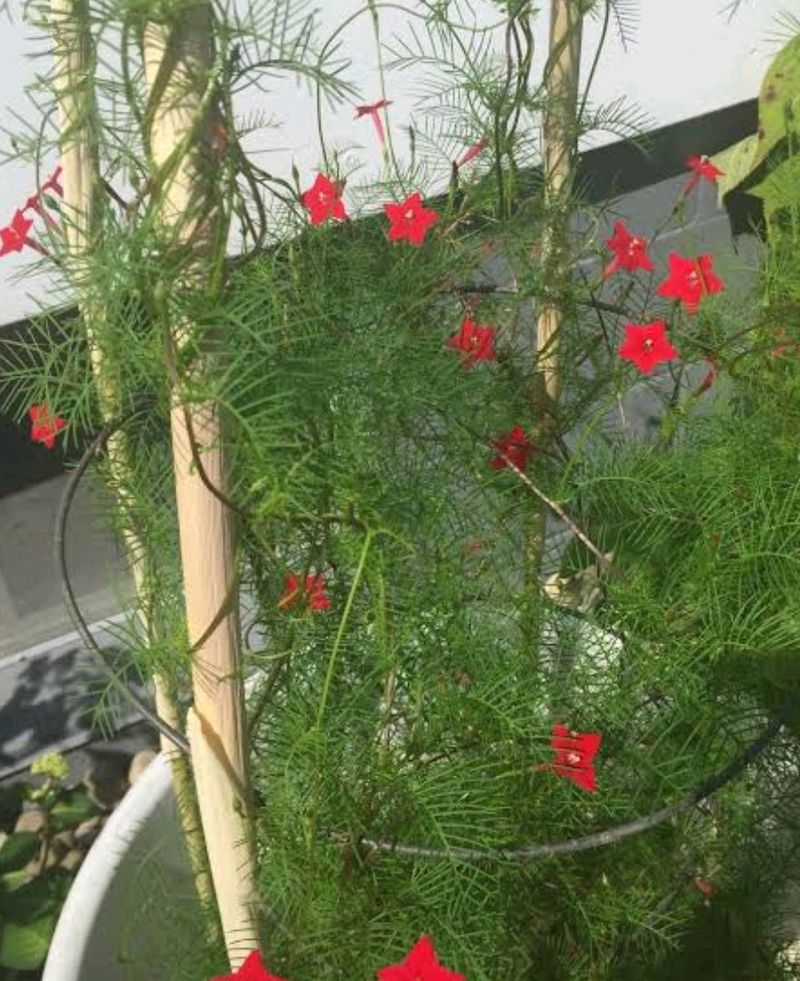 Red Creeper Wine Seeds