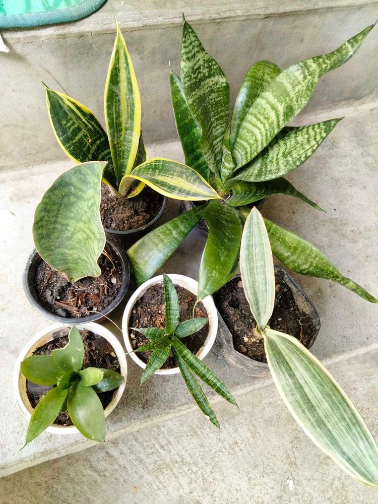 Snake Plant Variety Pack