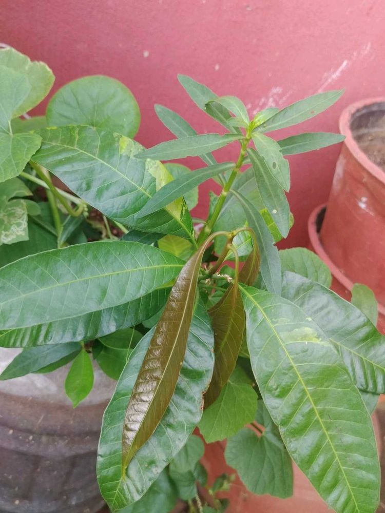 Mango Plant
