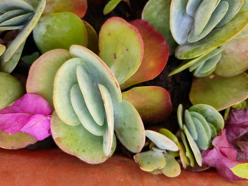 Succulent Kalanchoe Luciae