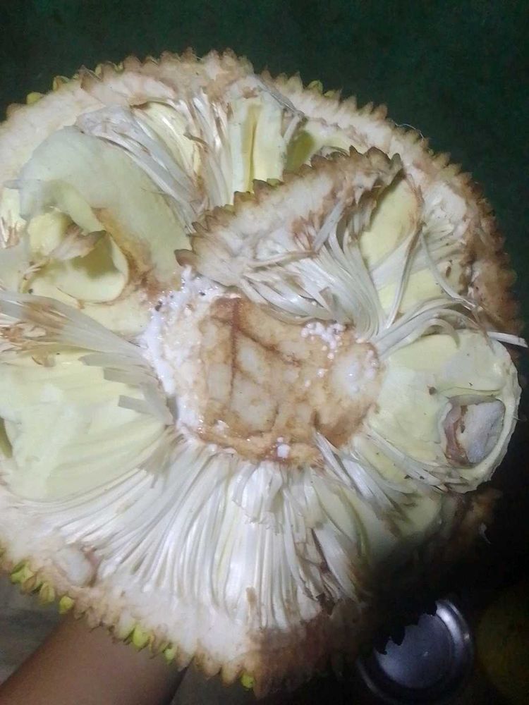 Jackfruit Seed