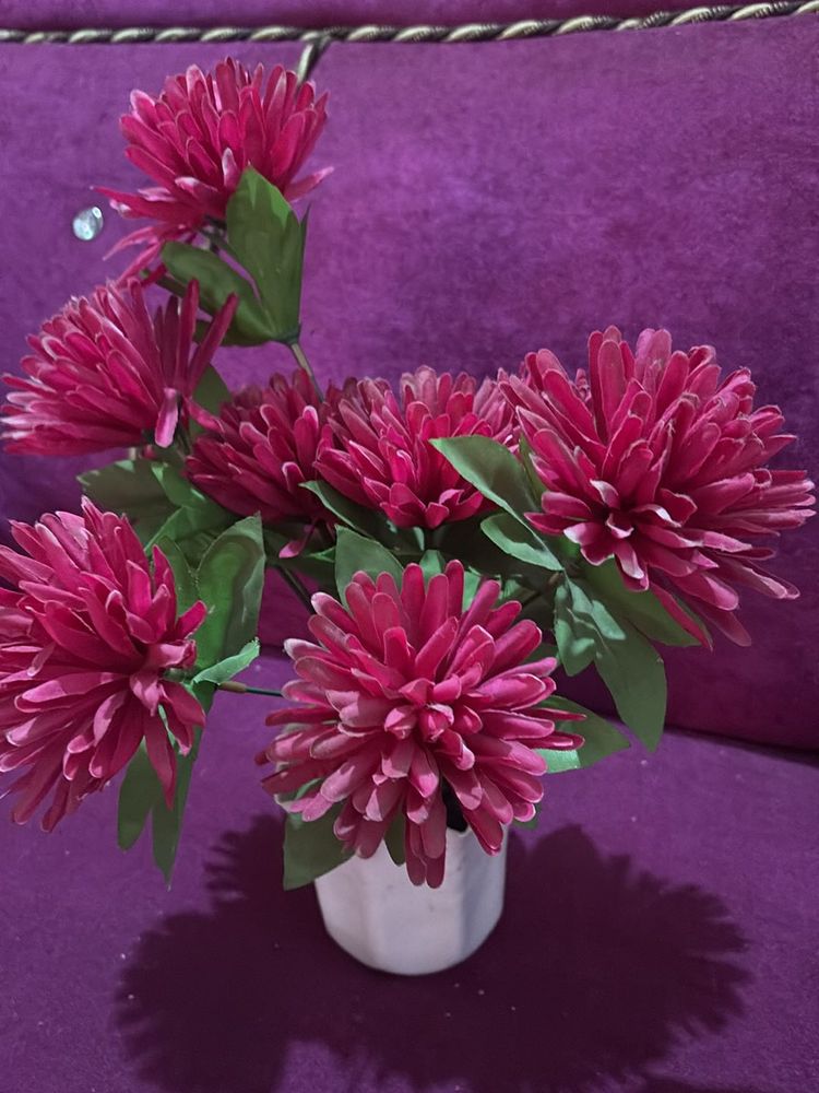Home decor plant