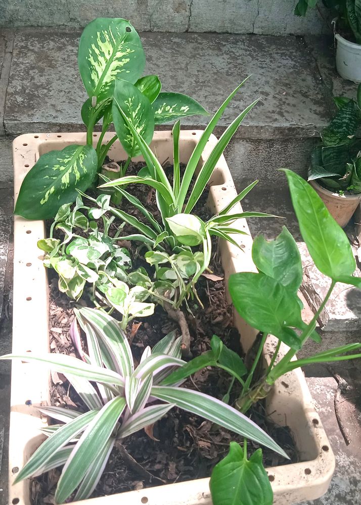 It&#39;s Just A Great Sets Of Classy Plants( Same Plan