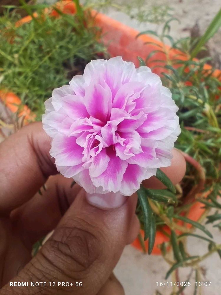 Pink Portulaca Flower Plant