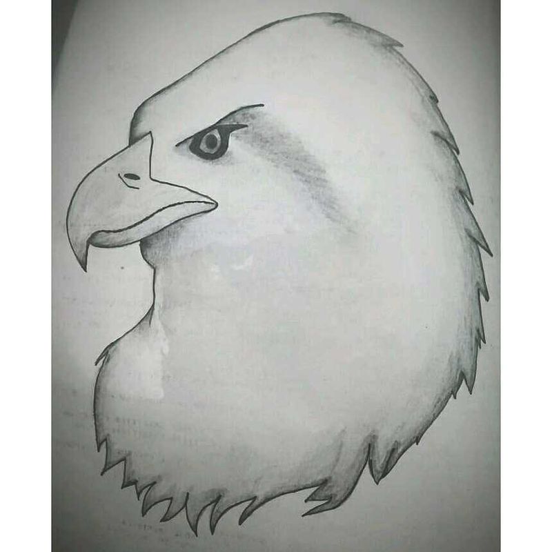 Eagle Face Sketch