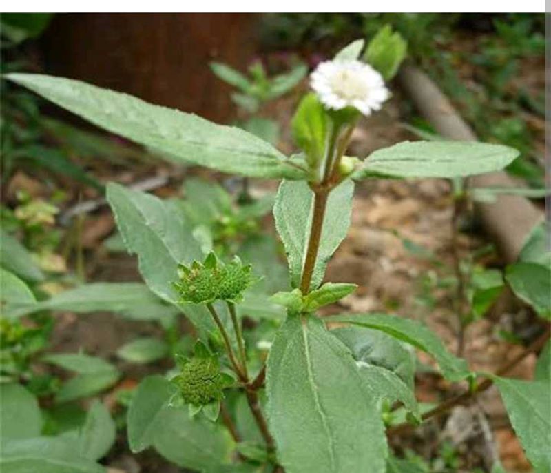 Brungraaj plant And Leaves