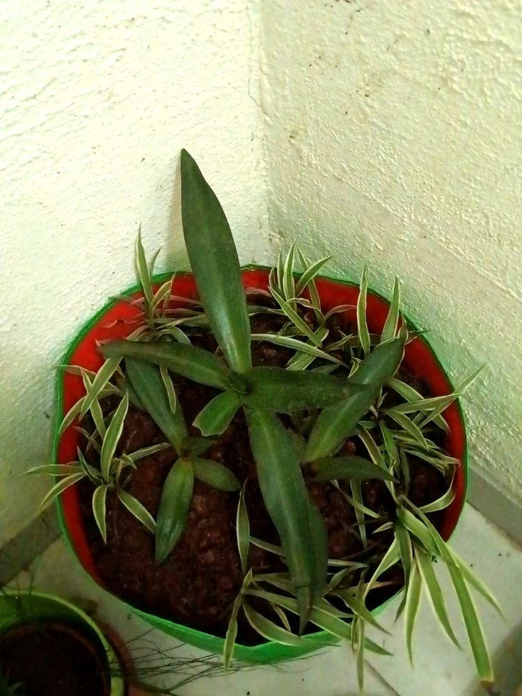one rhoeo and Single Spider plant