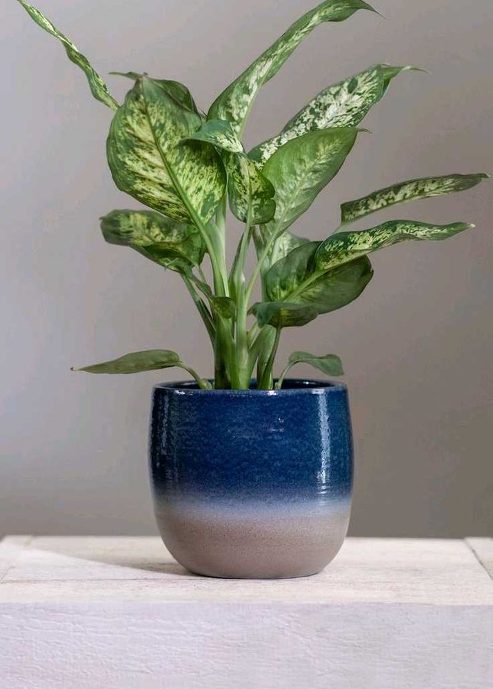 Plant Diffenbacia