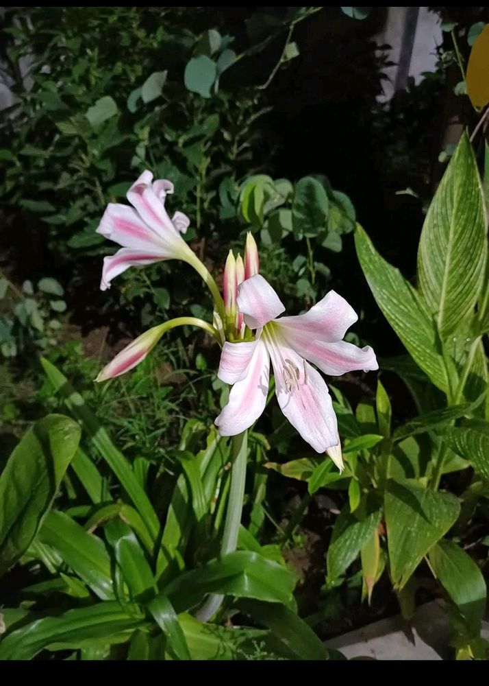 Crinum Lily Bulb Available