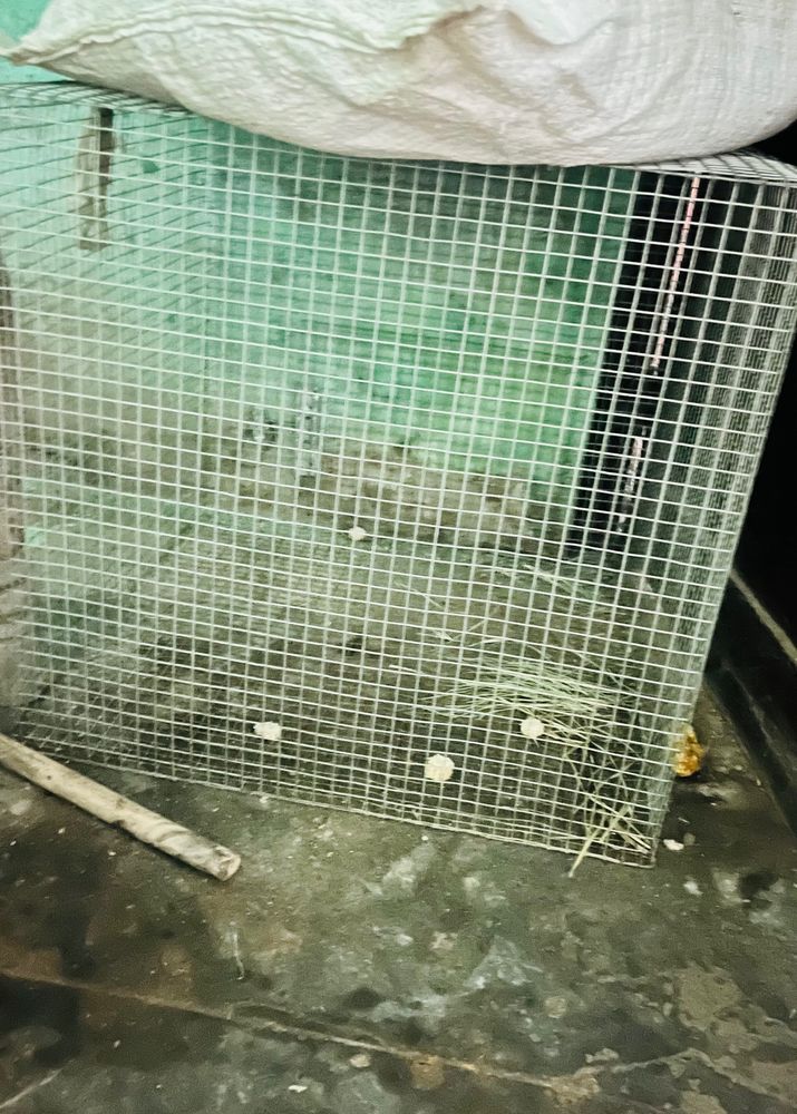 Pet Cage