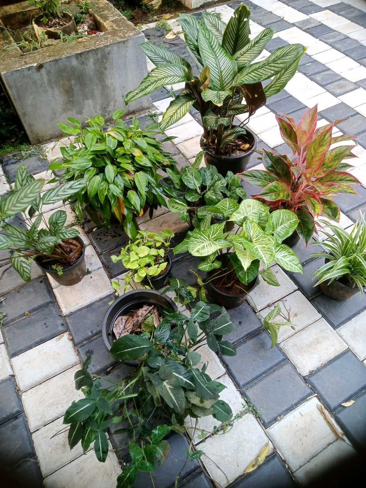 10 Live Root Plants