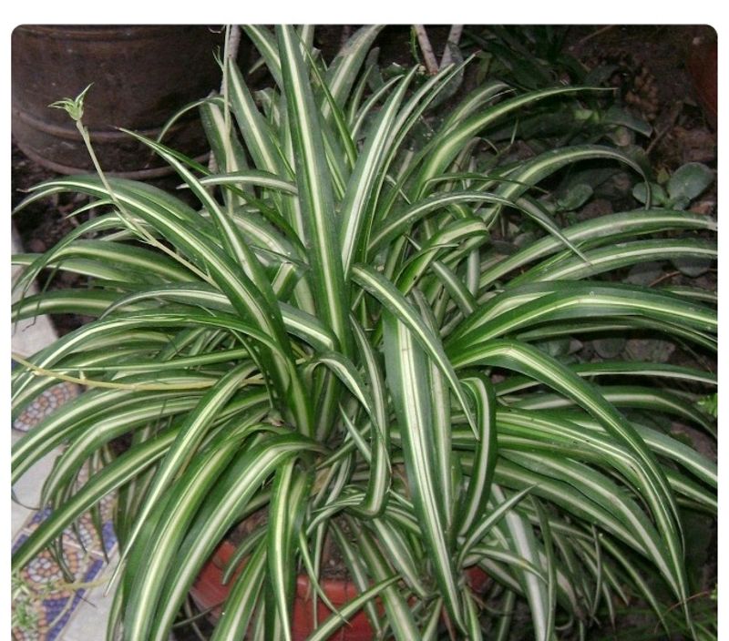 Spider plant With Pot