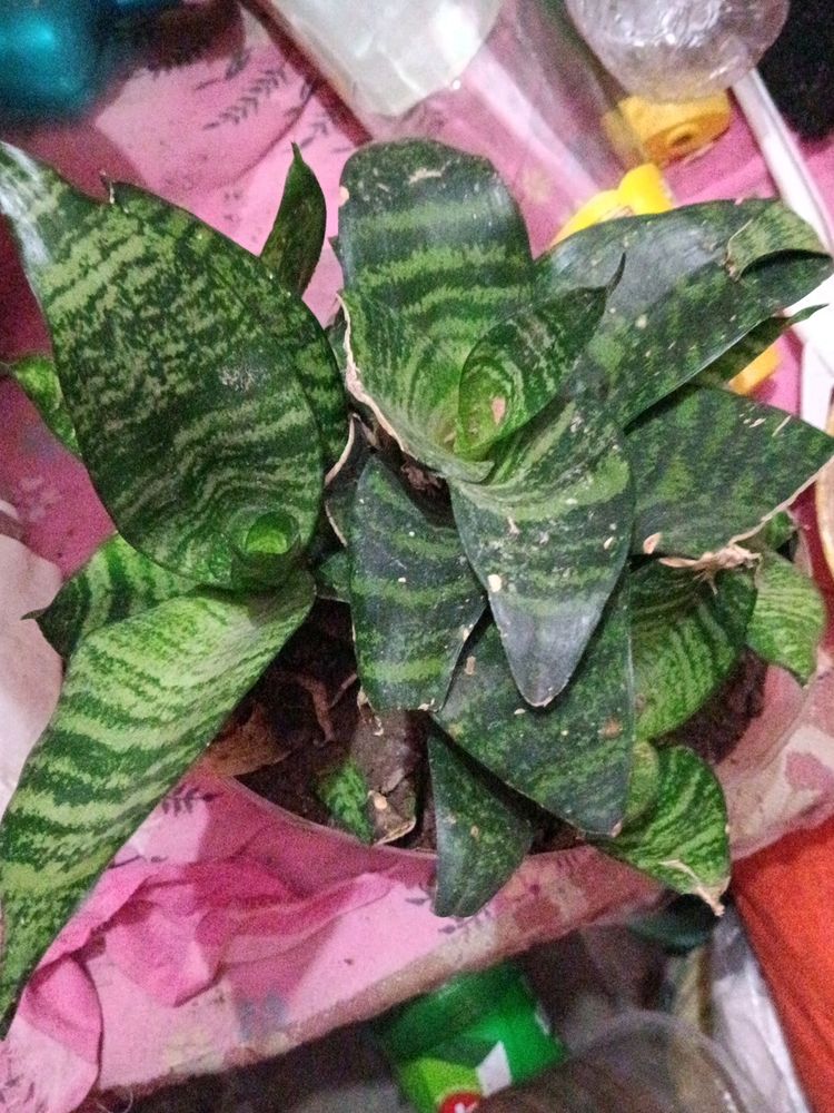 Dwarf Snake Plant (1 plant)