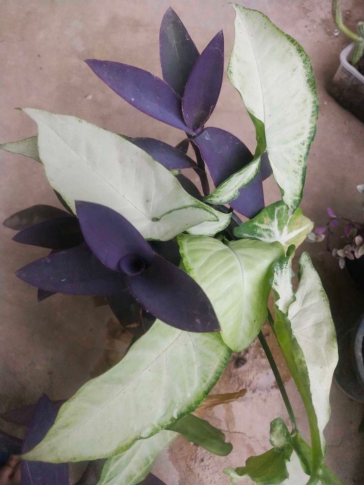 Combo Of 2 Beautiful Plant With Root