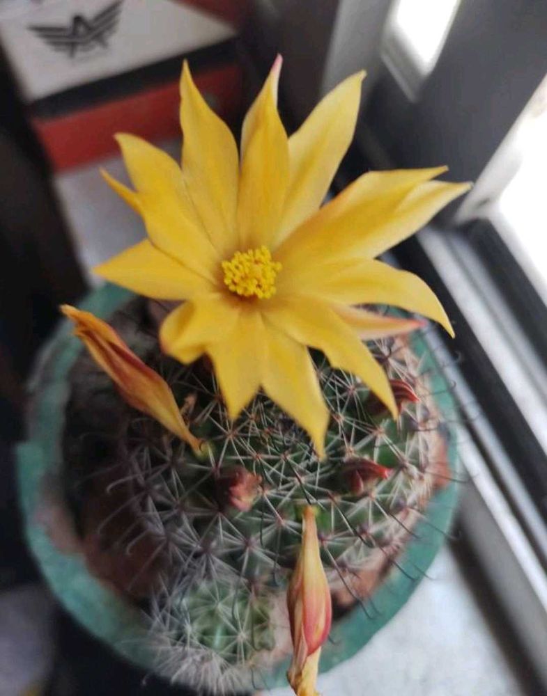 Fish Hook Cactus (Yellow)