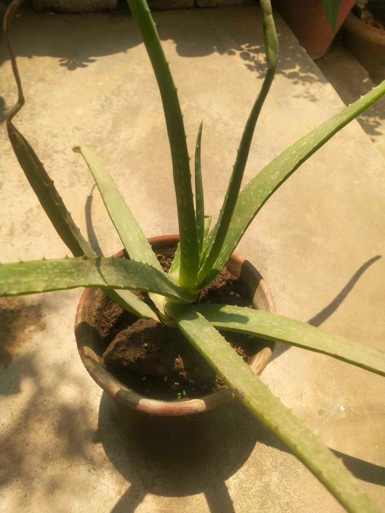 Combo 1 Alovera Nd 2 Blub Rajnigandha Plant