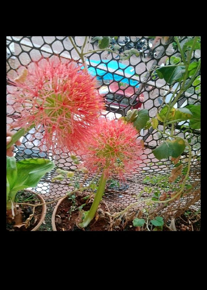Football Liya Flower