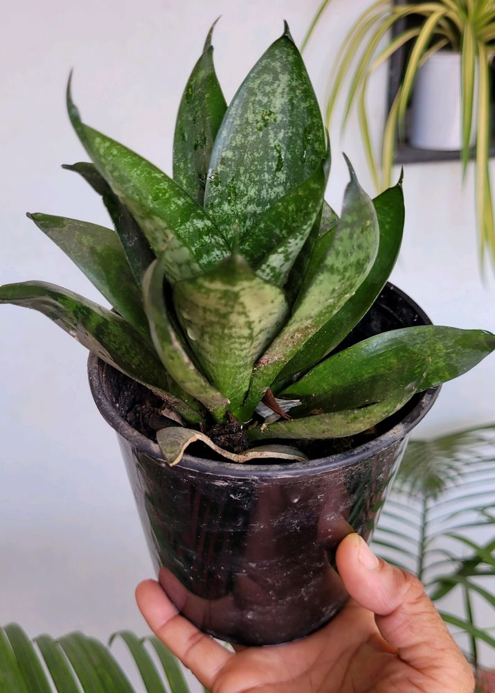 🪴 Snake Plant &amp; pot 🌴