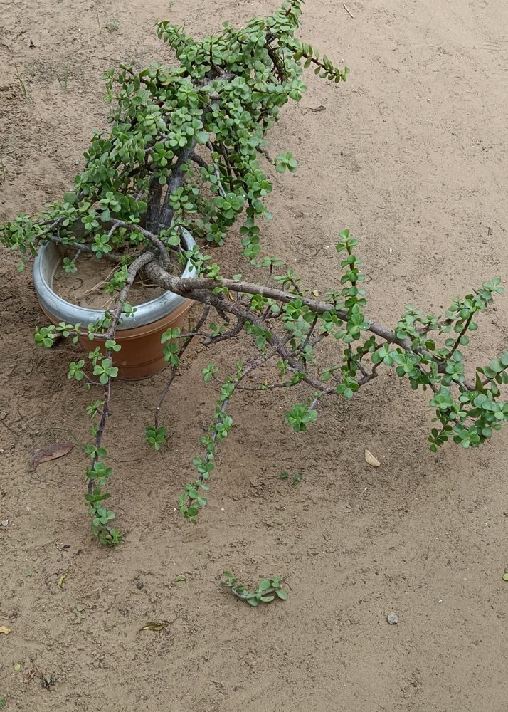 Big Size Ka Jade Plant