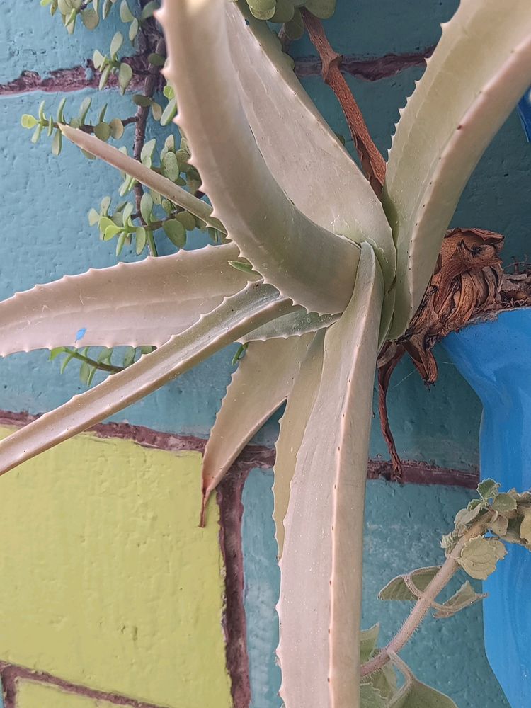 Alovera Plants