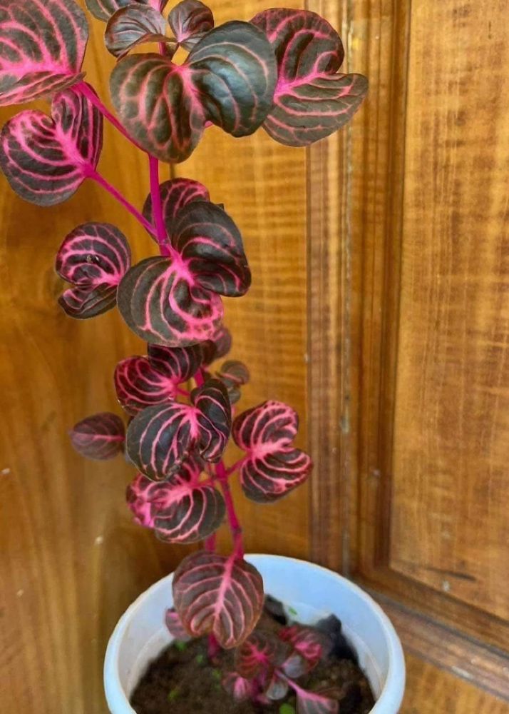 Iresine Plant