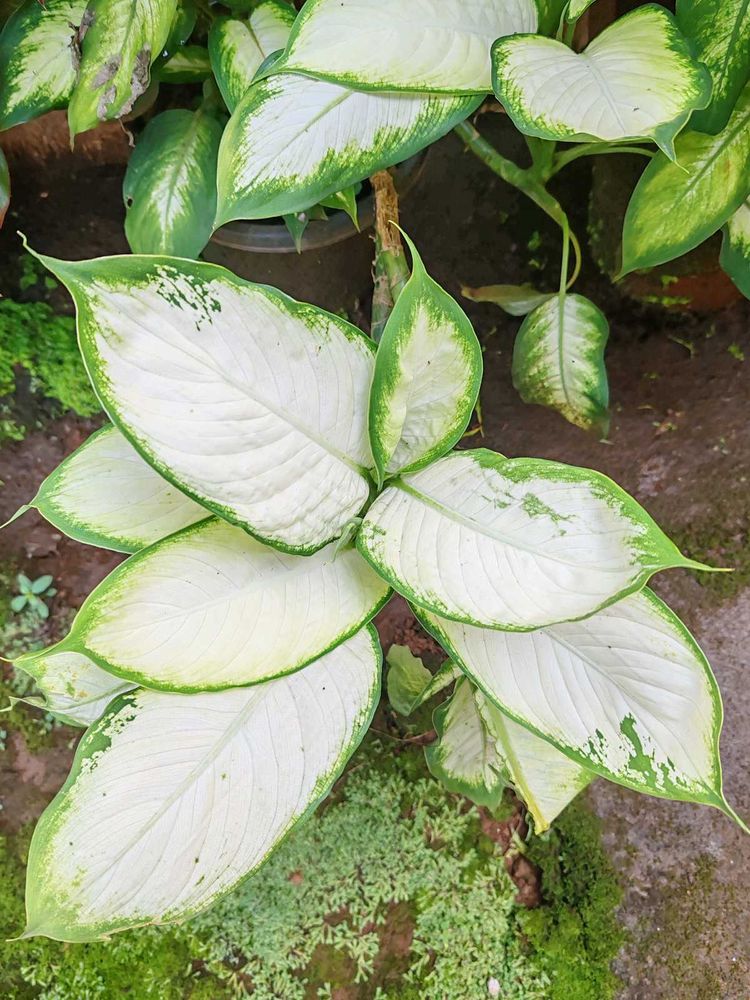 Dieffenbachia Plant