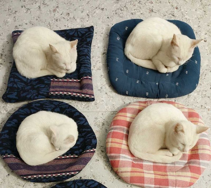 Cute Cat Beds (Set of 4)
