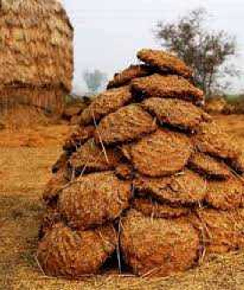 Buffalo Uple And Cow Ke Bhi Available Hai