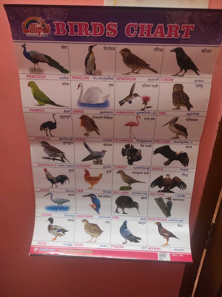 Birds Chart For Kids