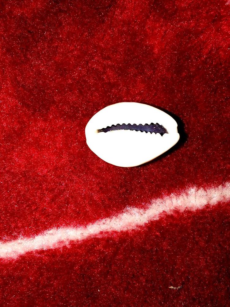 Cowrie Shell